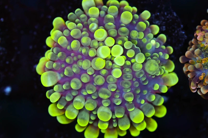 Bounce Yuma Mushroom WYSIWYG - SAQ Coral Farm