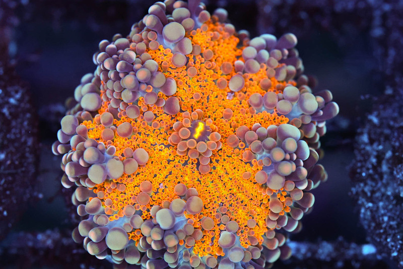Bounce Yuma Mushroom WYSIWYG - SAQ Coral Farm