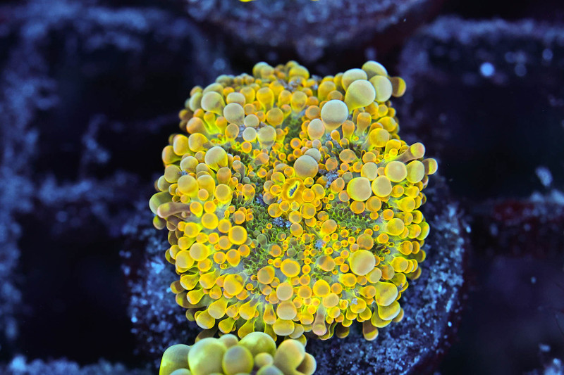 Bounce Yuma Mushroom WYSIWYG - SAQ Coral Farm