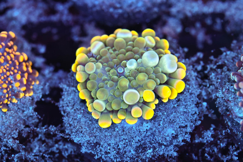 Bounce Yuma Mushroom WYSIWYG - SAQ Coral Farm