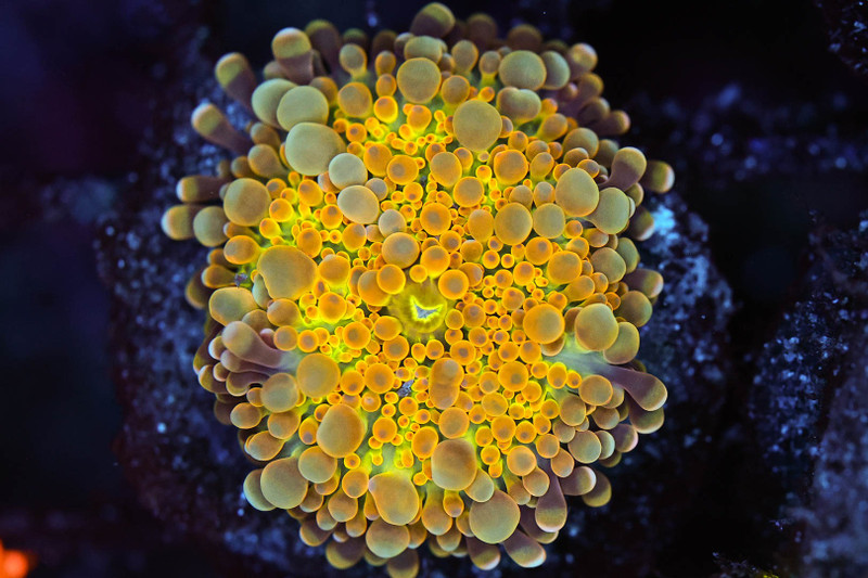 Bounce Yuma Mushroom WYSIWYG - SAQ Coral Farm