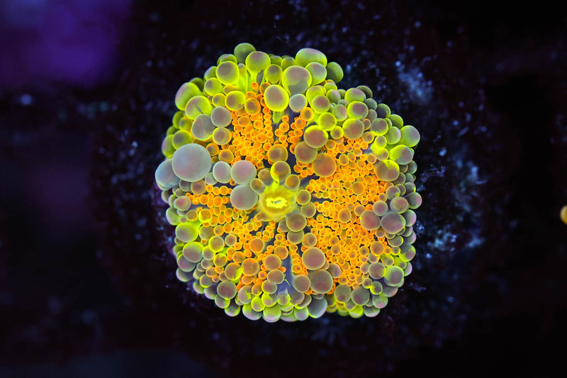 Bounce Yuma Mushroom WYSIWYG - SAQ Coral Farm