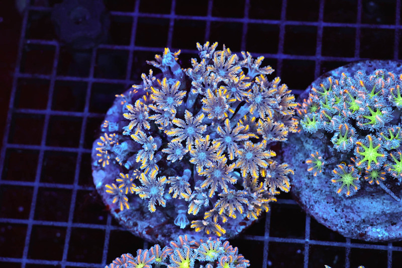 Clove Colony WYSIWYG - SAQ Coral Farm