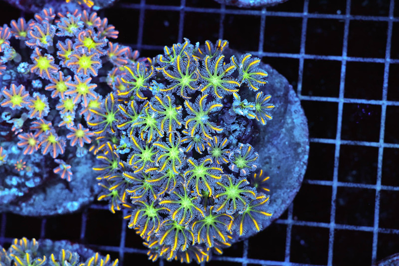 Clove Colony WYSIWYG - SAQ Coral Farm