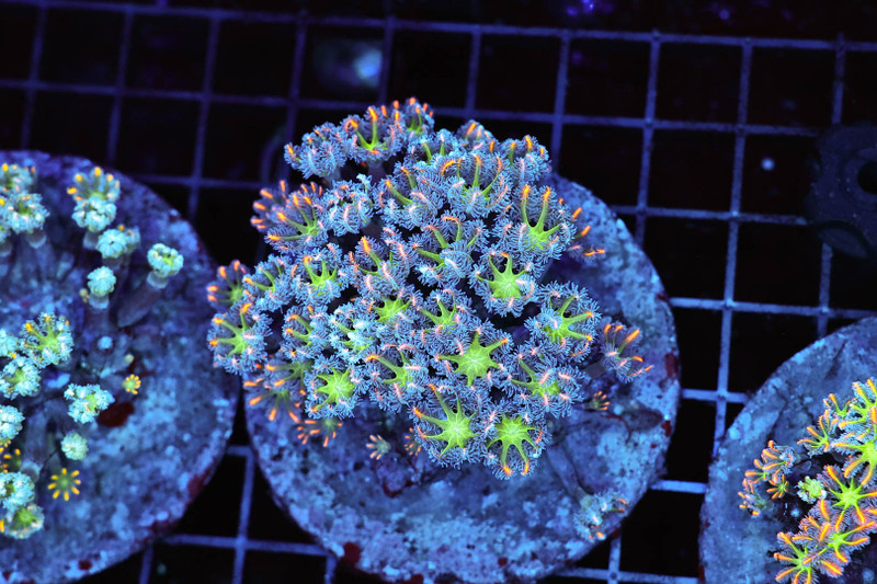 Clove Colony WYSIWYG - SAQ Coral Farm