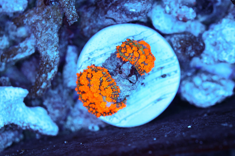 Rhodactis Mushroom WYSIWYG - SAQ Coral Farm
