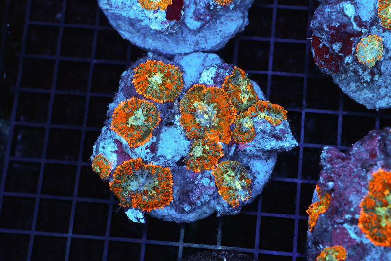 Rhodactis Mushroom Rock Colony WYSIWYG - SAQ Coral Farm