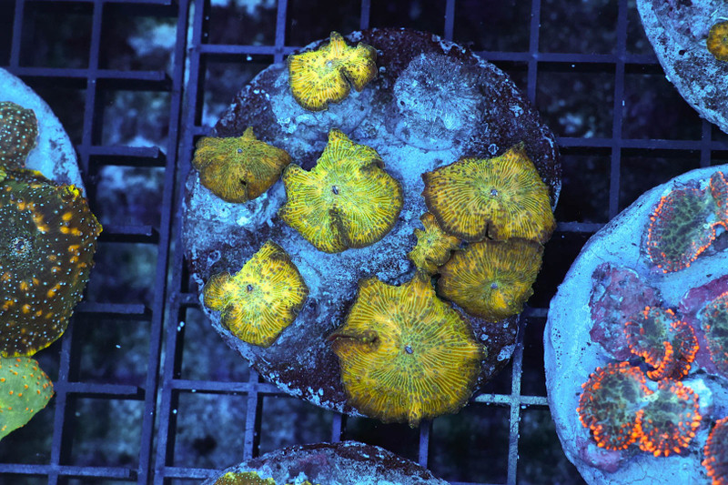 Disco Mushroom Rock Colony WYSIWYG - SAQ Coral Farm