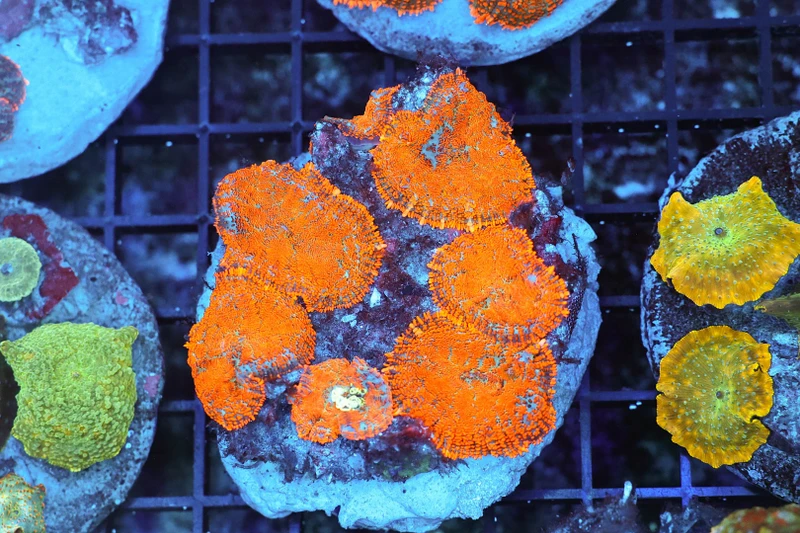 Rhodactis Mushroom Rock Colony WYSIWYG - SAQ Coral Farm