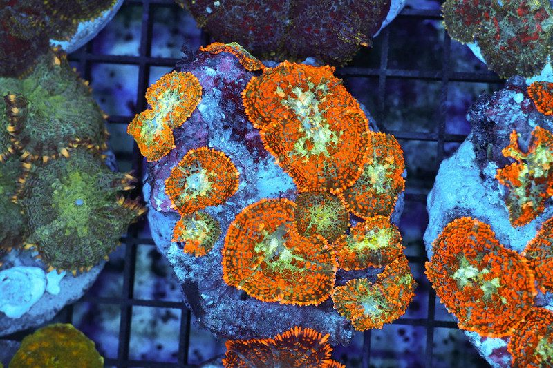 Rhodactis Mushroom Rock Colony WYSIWYG - SAQ Coral Farm
