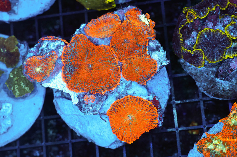 Rhodactis Mushroom Rock Colony WYSIWYG - SAQ Coral Farm