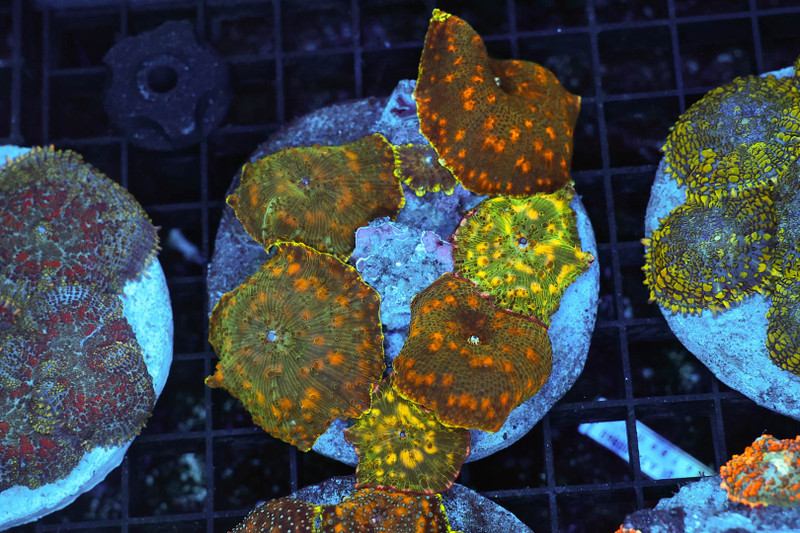 Discosoma Mushroom Rock Colony WYSIWYG - SAQ Coral Farm