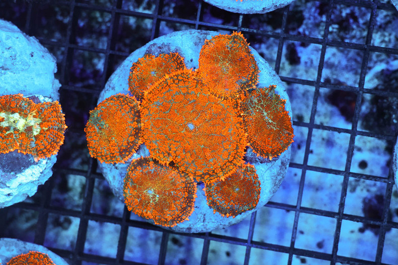 Rhodactis Mushroom Rock Colony WYSIWYG - SAQ Coral Farm