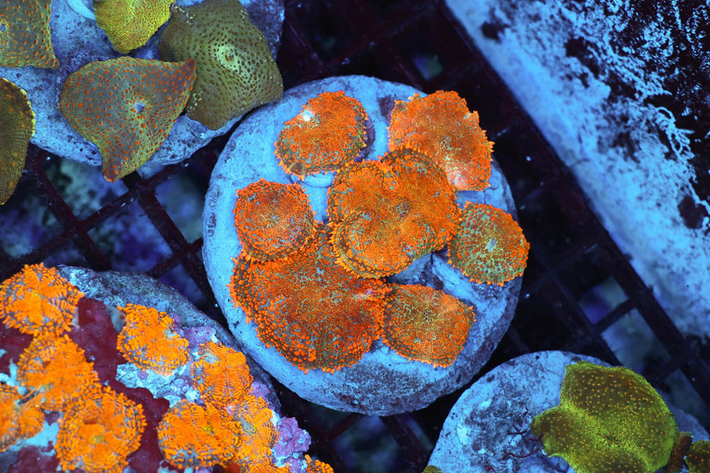 Rhodactis Mushroom Rock Colony WYSIWYG - SAQ Coral Farm