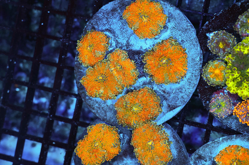Ricordea Mushroom Rock Colony WYSIWYG - SAQ Coral Farm