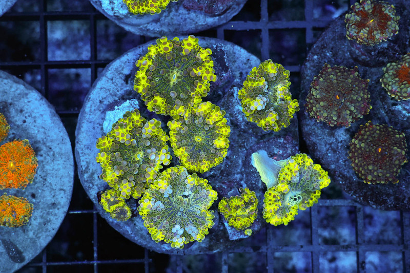 Ricordea Mushroom Rock Colony WYSIWYG - SAQ Coral Farm