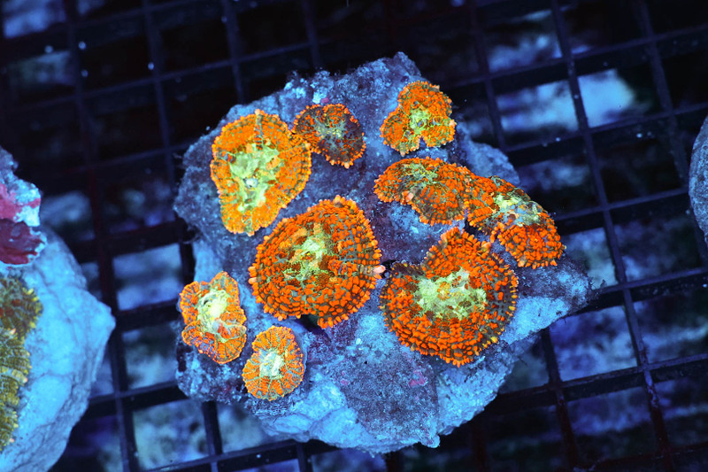 Rhodactis Mushroom Rock Colony WYSIWYG - SAQ Coral Farm