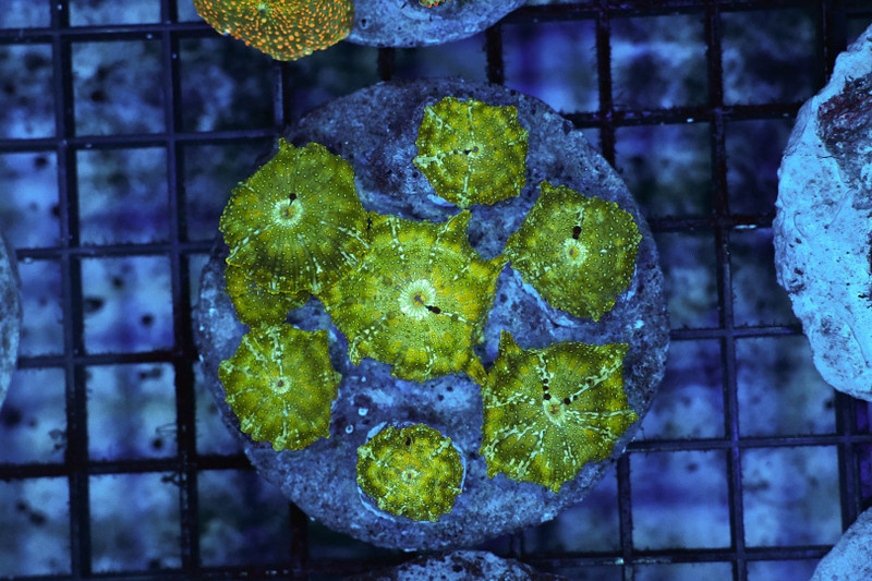 Discosoma Mushroom Rock Colony WYSIWYG - SAQ Coral Farm