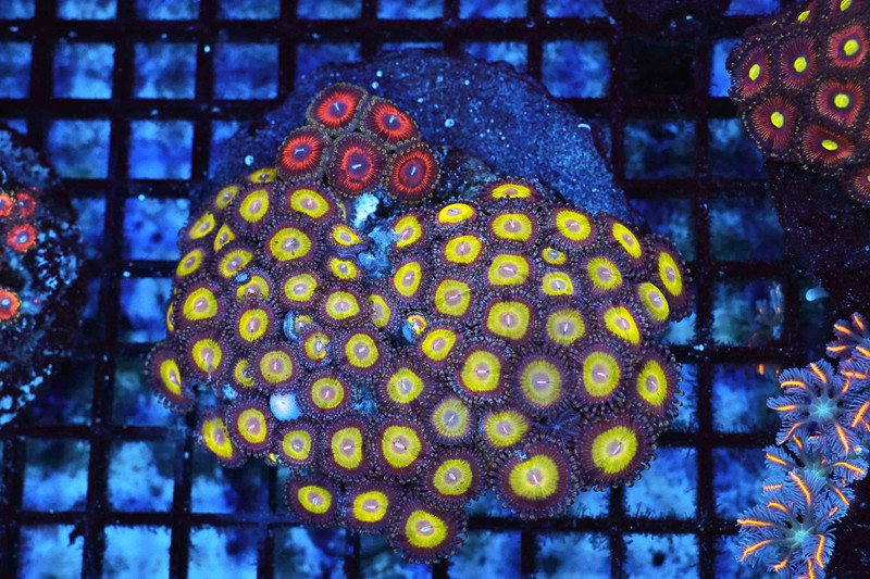 Multi-Zoanthid Rock Colony WYSIWYG - SAQ Coral Farm