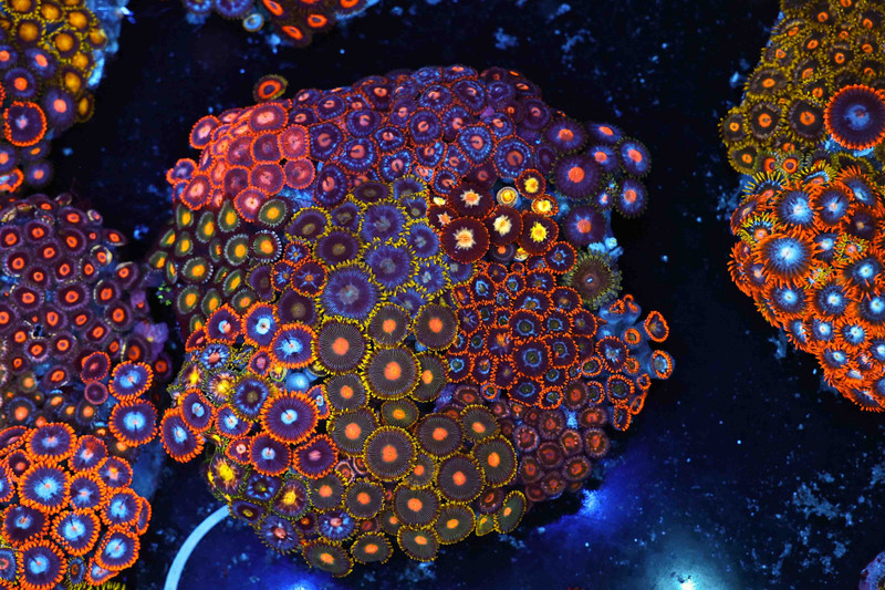 Multi-Zoanthid Rock Colony WYSIWYG - SAQ Coral Farm