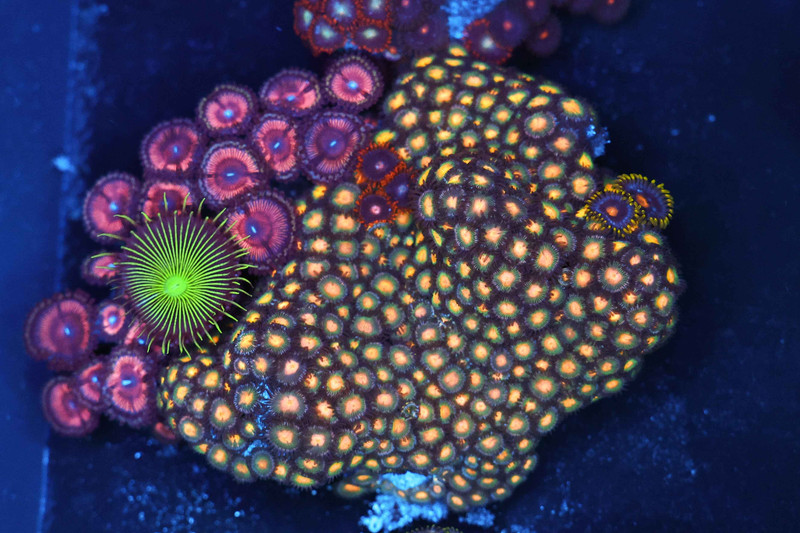 Multi-Zoanthid Rock Colony WYSIWYG - SAQ Coral Farm