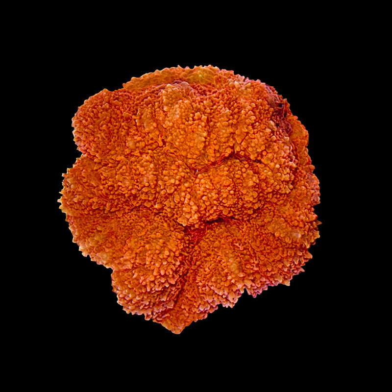 ORA Aquacultured Micronesian Red Lobophyllia Coral (Lobophyllia sp.) - ORA