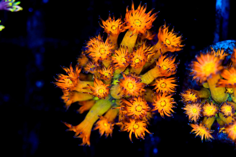 Firecracker Goniopora WYSIWYG - SAQ Coral Farm