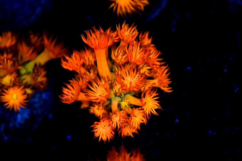 Firecracker Goniopora WYSIWYG - SAQ Coral Farm