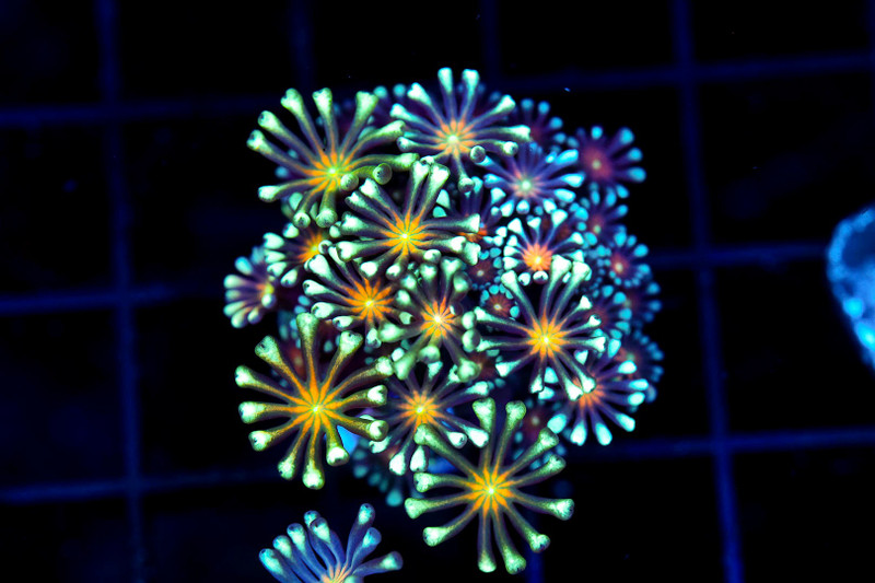 Moonset Goniopora WYSIWYG - SAQ Coral Farm
