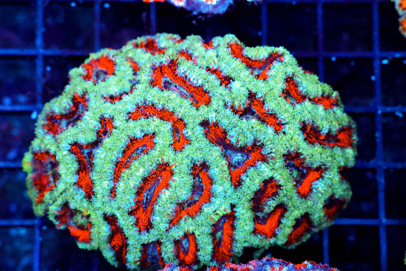 Freezer Burn Acan Colony WYSIWYG - SAQ Coral Farm