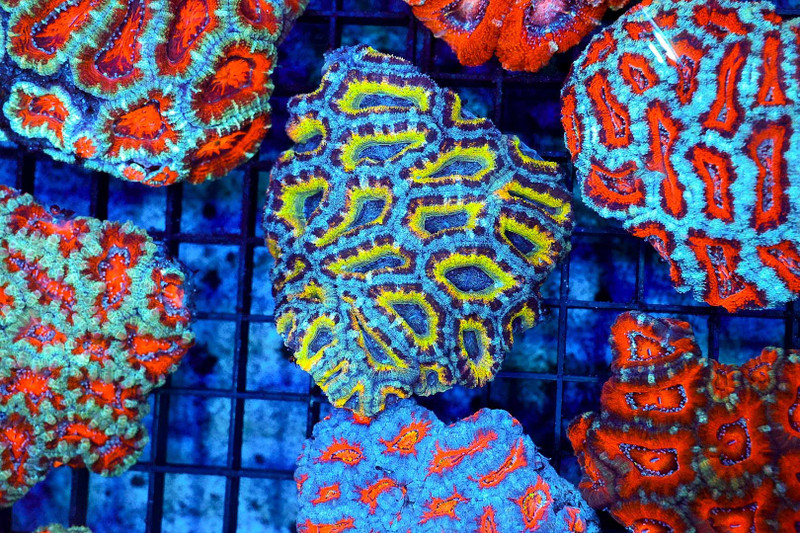Yellow Eye Zebra Acan Colony WYSIWYG - SAQ Coral Farm