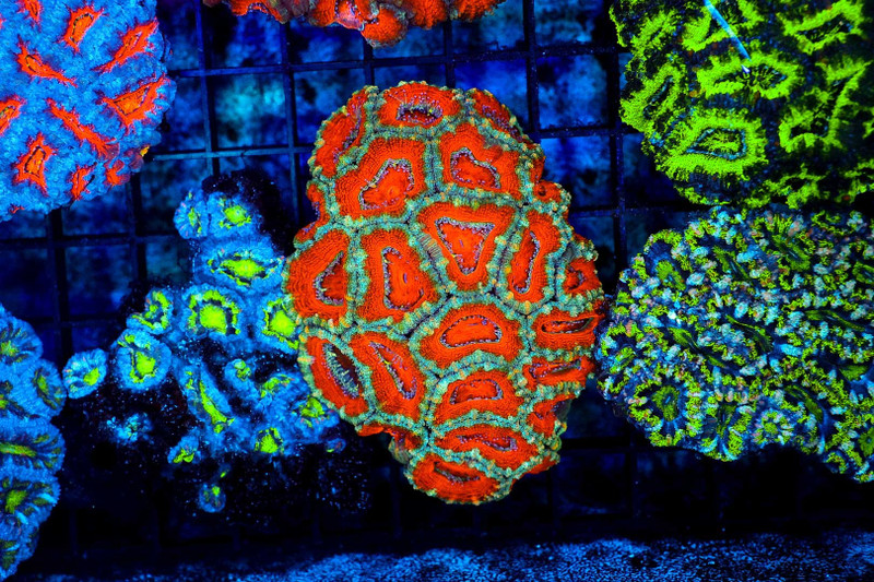 Red Acan Colony WYSIWYG - SAQ Coral Farm