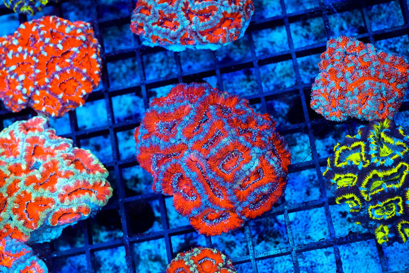 Red Acan Colony WYSIWYG - SAQ Coral Farm