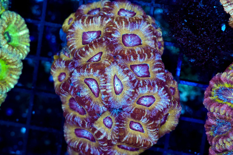 Gloom Asian Acan Colony WYSIWYG - SAQ Coral Farm