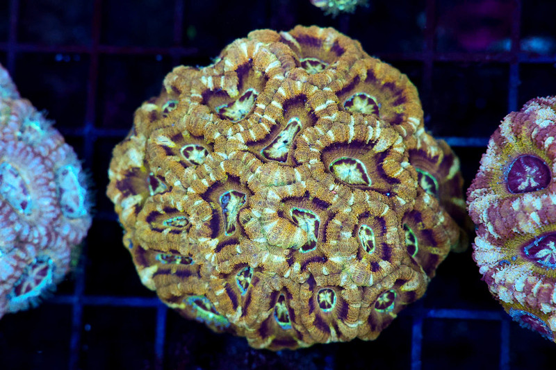 Boneyard Asian Acan Colony WYSIWYG - SAQ Coral Farm