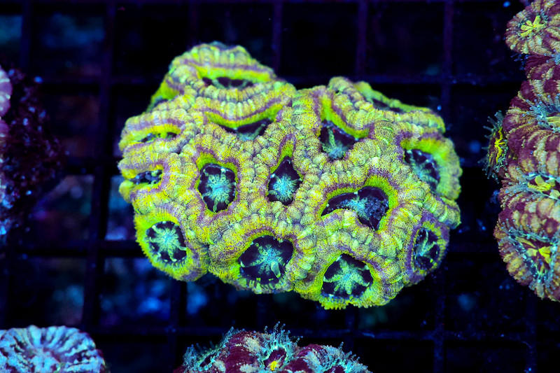 Radioactive Asian Acan Colony WYSIWYG - SAQ Coral Farm