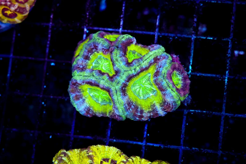 Tropical Dream Asian Acan WYSIWYG - SAQ Coral Farm