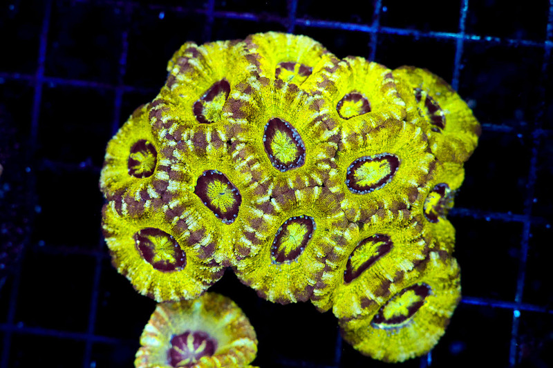 Vibrant Yellow Asian Acan Colony WYSIWYG - SAQ Coral Farm