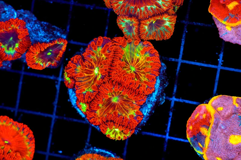 Fire Blossom Blasto WYSIWYG - SAQ Coral Farm
