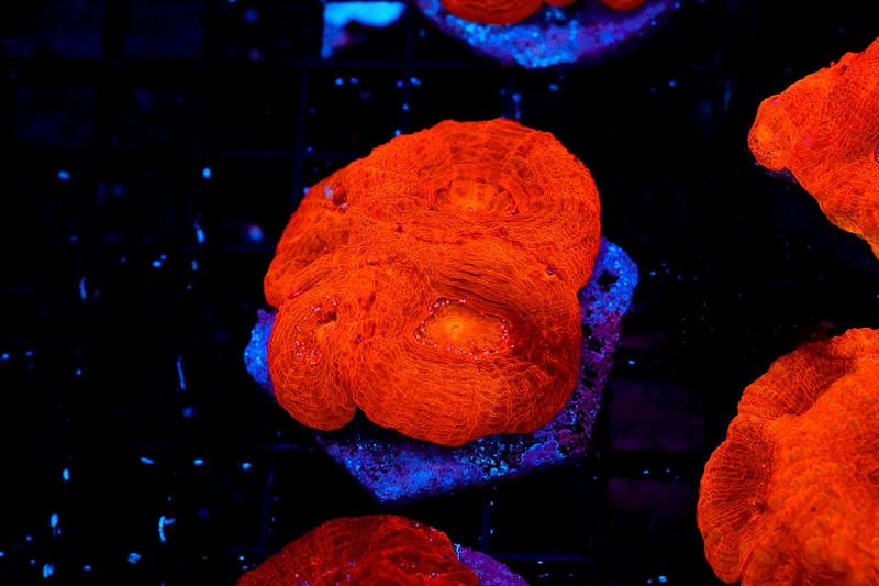 Neon Red Bowerbanki WYSIWYG - SAQ Coral Farm
