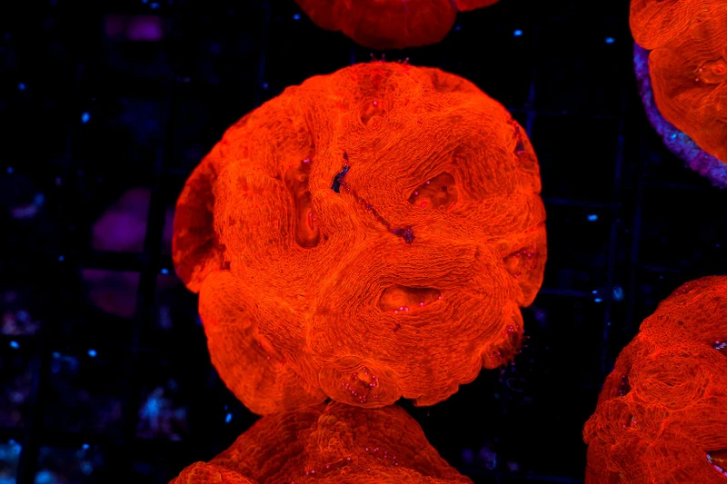 Neon Red Bowerbanki WYSIWYG - SAQ Coral Farm