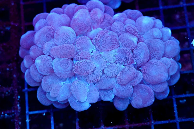 Purple Teal Bubble Coral WYSIWYG - SAQ Coral Farm