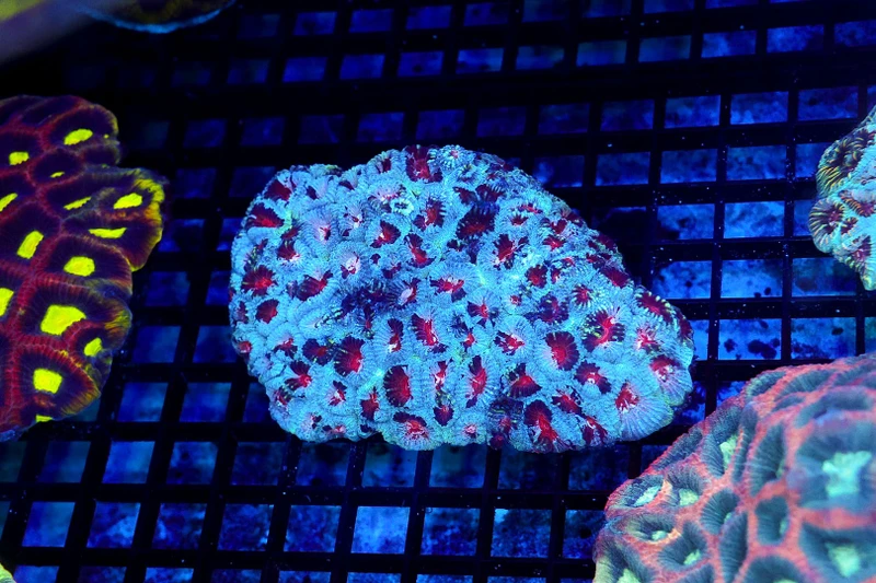 Frozen Favia Coral WYSIWYG - SAQ Coral Farm