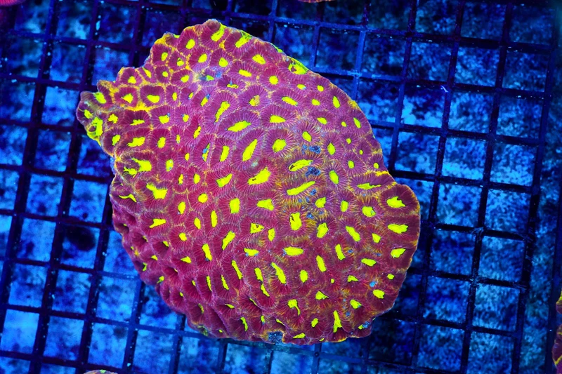 Frutti Favia Coral WYSIWYG - SAQ Coral Farm