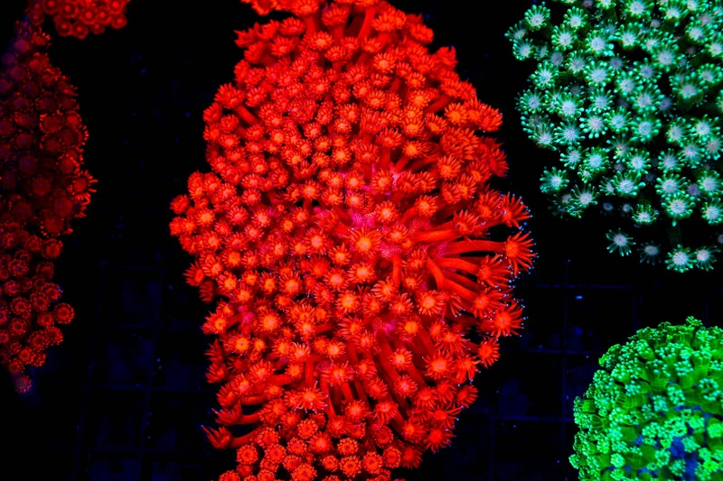 ULTRA Red Goniopora Coral Colony WYSIWYG - SAQ Coral Farm