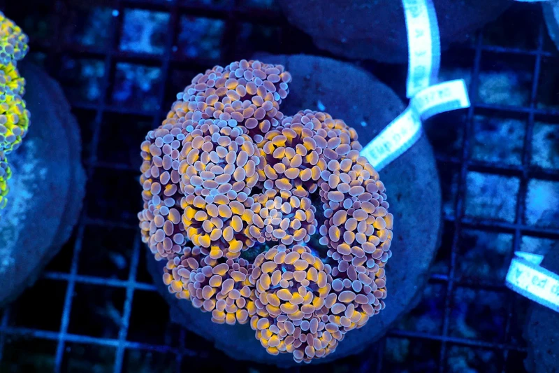Hammer Garden Coral Colony WYSIWYG - SAQ Coral Farm