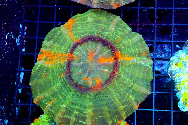 Bleeding Apple Acanthophyllia WYSIWYG - SAQ Coral Farm