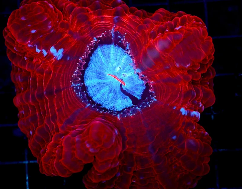 Blood Red Cynarina WYSIWYG - SAQ Coral Farm