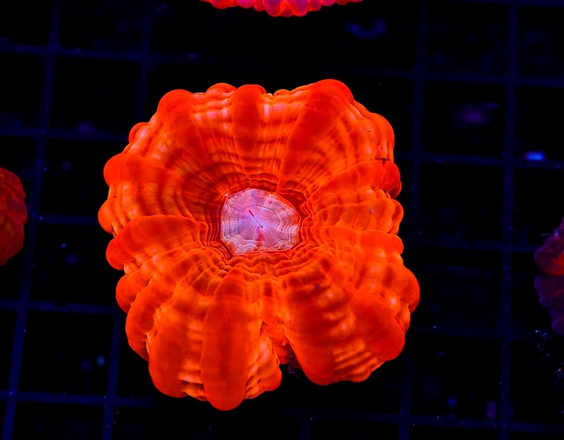 Red Cynarina WYSIWYG - SAQ Coral Farm