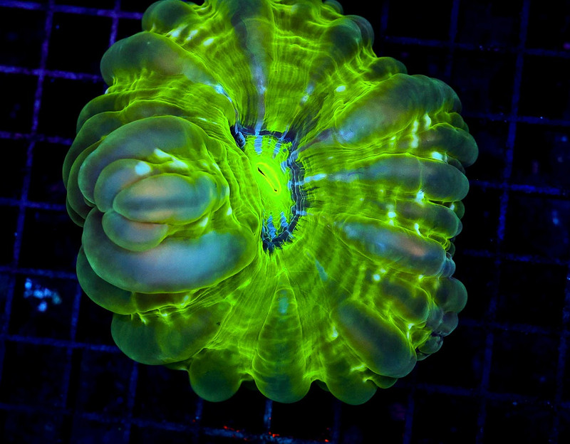 Green Cynarina WYSIWYG - SAQ Coral Farm